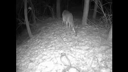 You have never seen a deer jump this high.