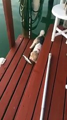 Dog sees a fish for the first time - with hilarious results.