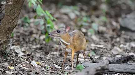 This is a real animal - the mouse deer is the smallest hoofed animal in the world.
