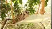 world of wildlife - Lemurs of Madagascar, Baby Ring-Tailed Lemurs