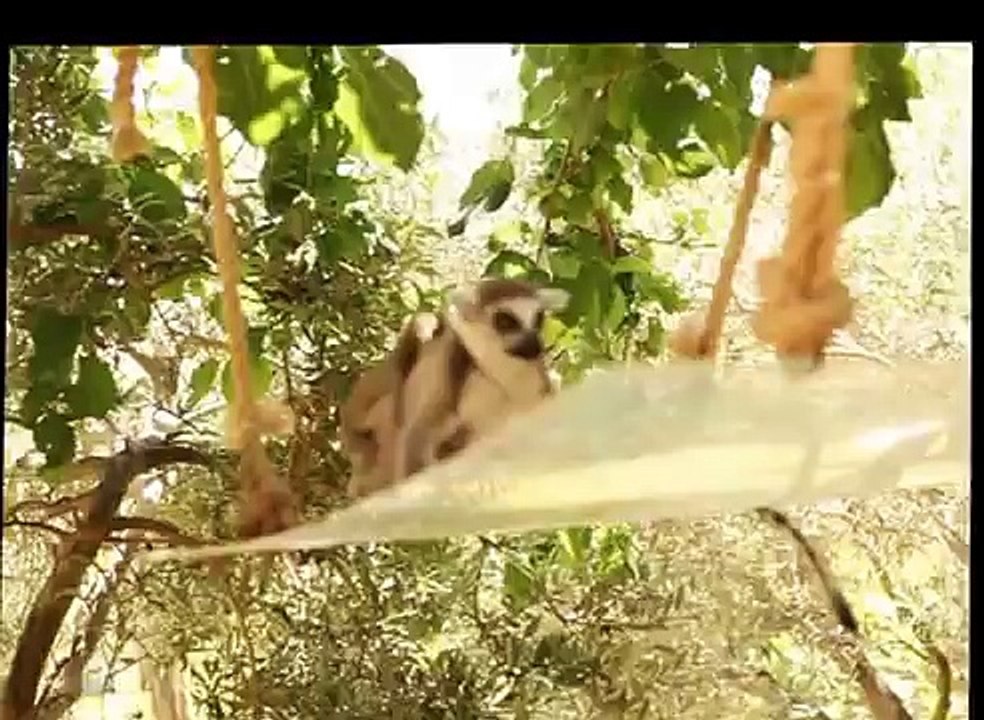 world of wildlife - Lemurs of Madagascar, Baby Ring-Tailed Lemurs