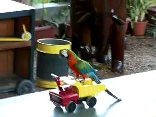 Funny Animals - parrot rides on a car