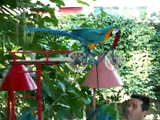 Funny Animals - Parrot stunt riding bicycles on a wire in the air