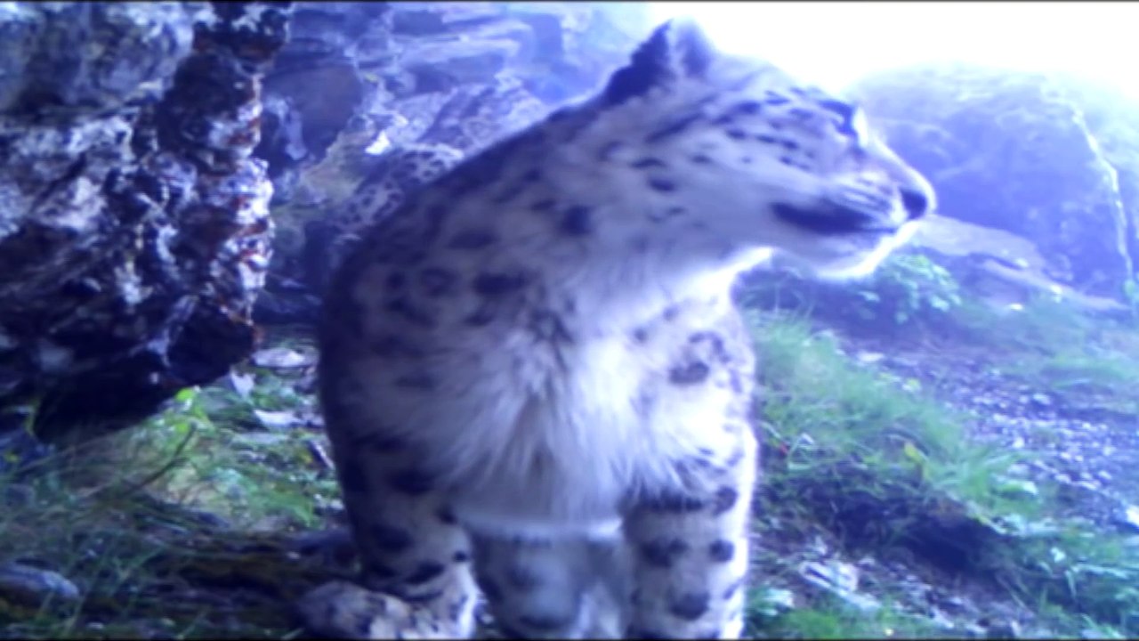 Rare snow leopard footage released - BBC News