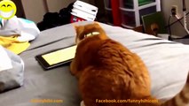 Funny Cats Videos Funny Animals Funny Cat Compilation Cute Pets Try Not To Laugh