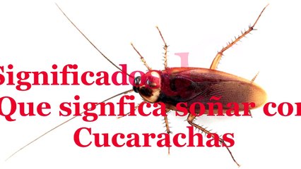 Soñar con cucarachas - ¿Que significa soñar con Cucarachas? y otros insectos.
