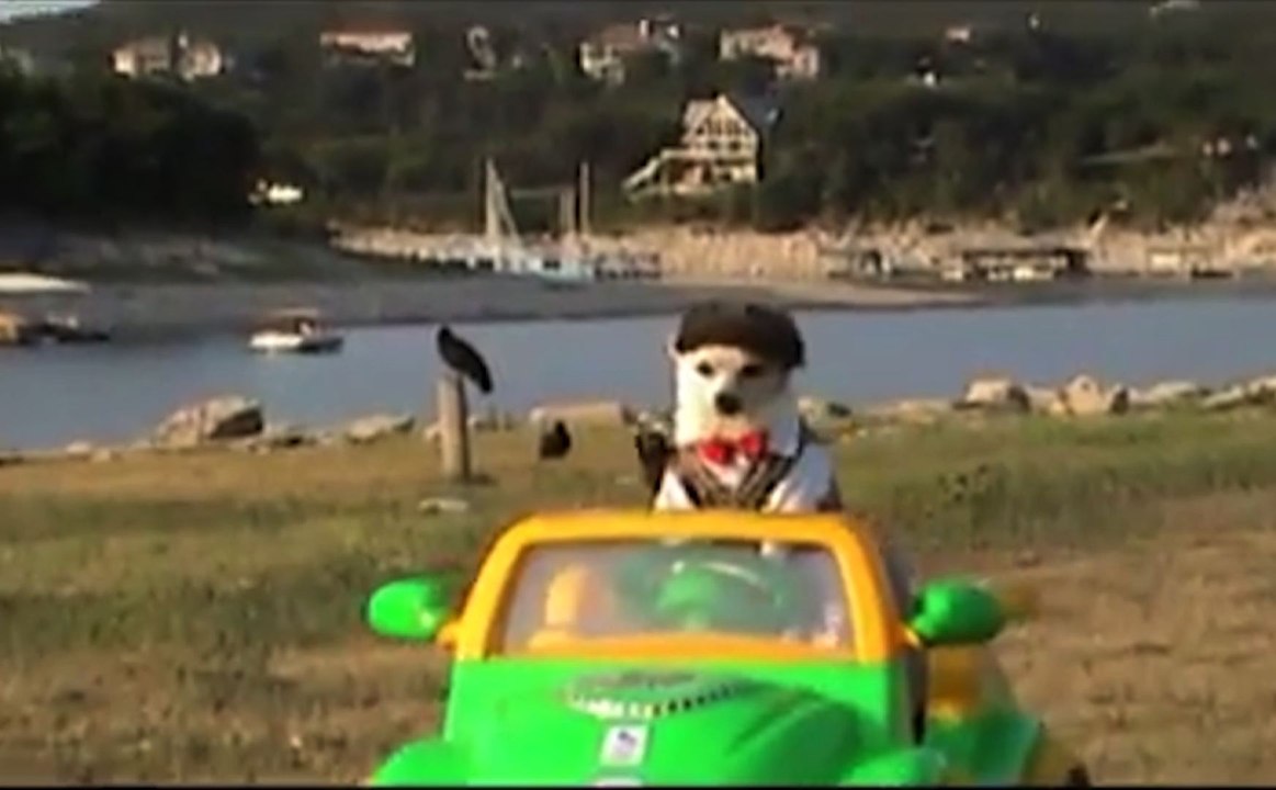 These Pets Rock Some Serious Halloween Costumes