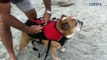 Surfs Pup: Adorable British Bulldog Spends His Days Surfing