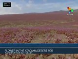 Chile: Atacama Desert in Bloom