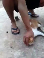 its wrong to do such things with animals