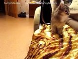 Funny cat videos | funny cat collection part 10 - Funny cat brings a toy