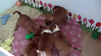 69ème vidéo Les chiots de la 22ème portée de STAFFORDLAND