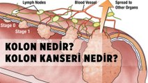 Kolon ve Kolon Kanseri Nedir?