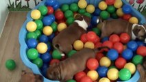 75ème vidéo Les petits staffies de STAFFORDLAND