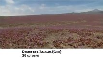 Buzz : Chili le désert de l'Atacama en fleurs !
