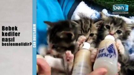 Bebek-Yavru Kediler Nasıl Beslenmeli?