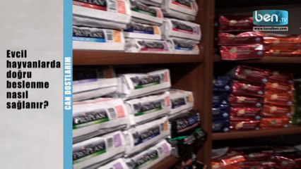 Evcil Hayvanlarda Doğru Beslenme