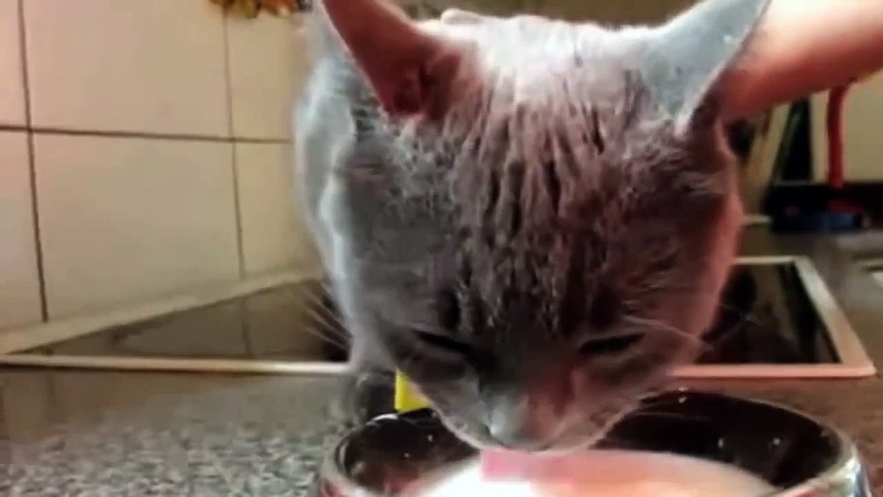 Funny Cats Compilation