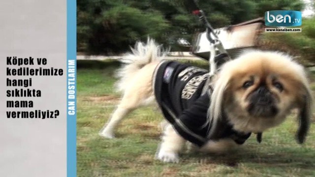 Kedi ve Köpeklere Hangi Sıklıkla Mama Verilmeli?