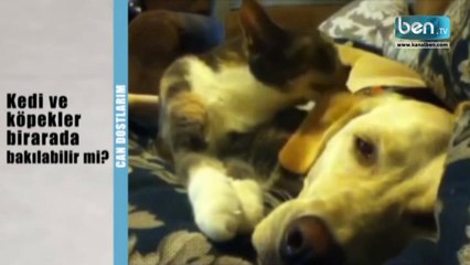 Kedi ve Köpekler Birlikte Yaşayabilir mi?