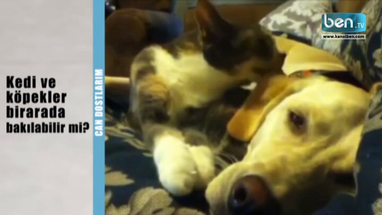 Kedi ve Köpekler Birlikte Yaşayabilir mi?
