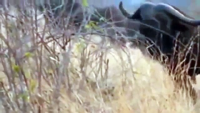 Animal Planet 2015 - Discovery Channel - Wildlife Animals - Lion Documentary