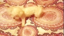 The funniest dogs