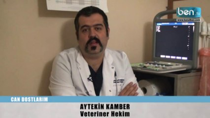 Köpek Mamasıyla Kedi Beslenir mi?