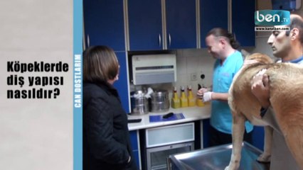 Köpeklerin Diş Yapısı