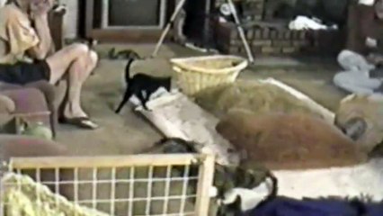 Bu kediler korkunca metrelerce havaya ucuyorlar