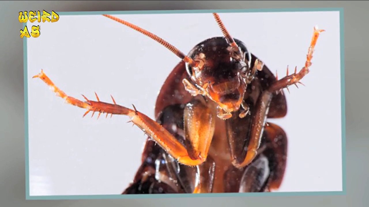 25 Cockroaches Living In Chinese Man's Ear | Weird Asia