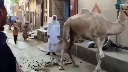 Camel Dancing on Shah-e-Madina Naat