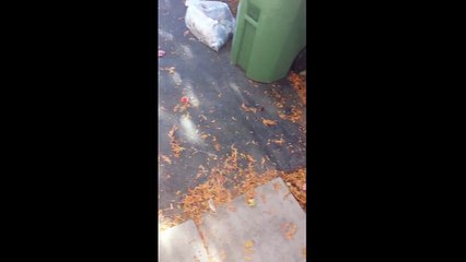 Chubby raccoon rescued after getting stuck in bin all night