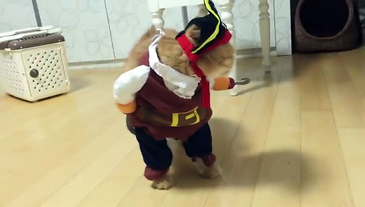 Zeon, le chat " Pirate des Caraïbes " ( Pirate cat of the Caribbean costume ) !