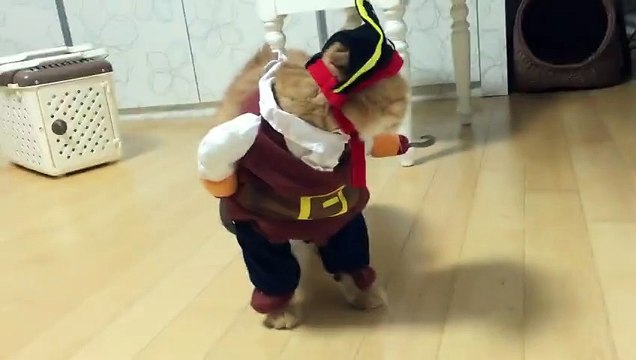 Zeon, le chat Pirate des Caraïbes ( Pirate cat of the Caribbean costume ) !