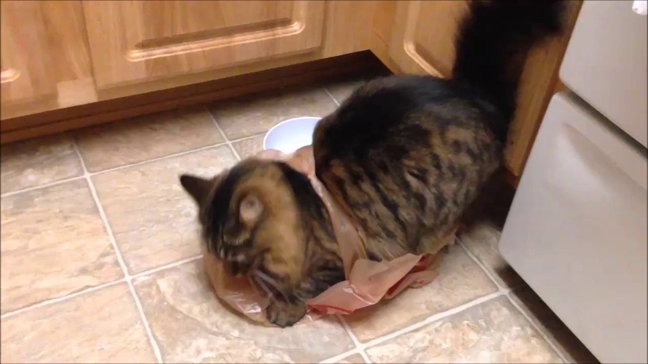 Cat gets stuck in Plastic Bag and runs in all the House!