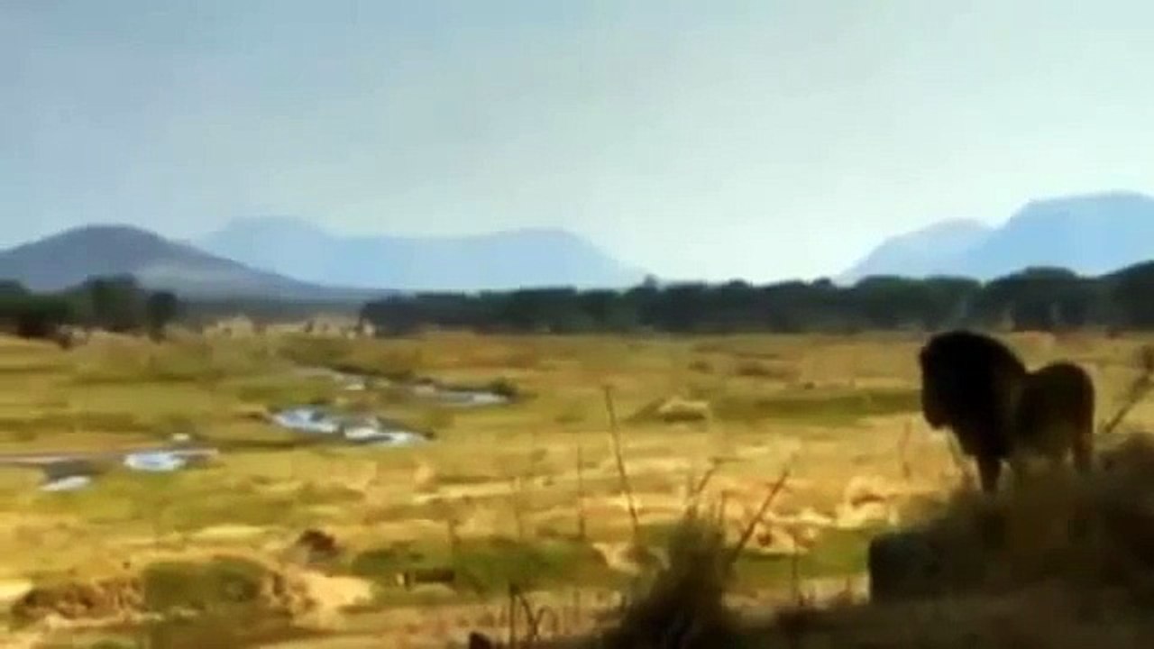 Documental de Leones - Leones Vs Hienas: Enemigos Eternos - Especial National Geographic.