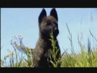 Elevage des Fonds De Gueule - FDG