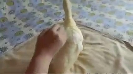 It s time to clean up the duck s cute