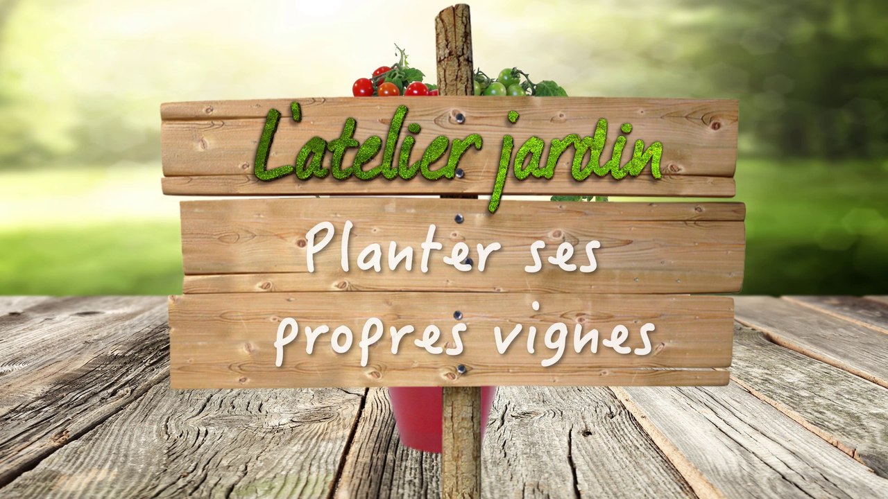 Comment planter ses propres vignes ?