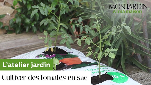 Comment cultiver des tomates en sac ?