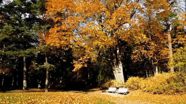 Золотая осень в Паланге