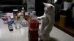 Кот и бутылка сока, кот отжигает