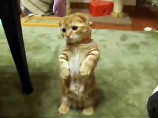 Котенок сурикат