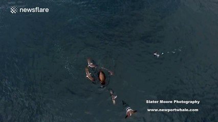 Impressive footage of sea lion killing thresher shark