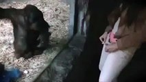 Şempanzeye İç Çamaşırını Gösteren Kız