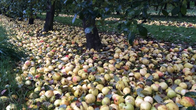 Ramassage des pommes à cidre aux vergers de la justais