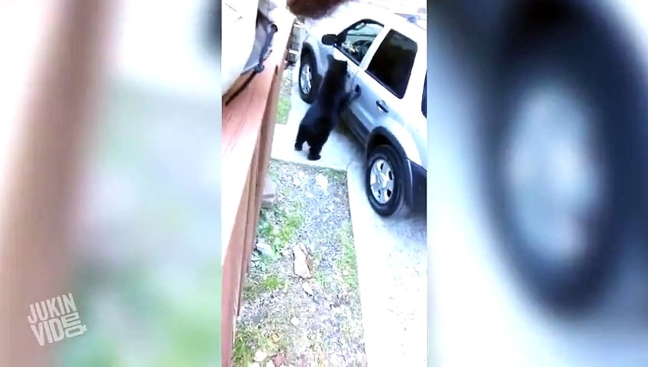 Bears Break Into A Car  Make Them Get Out!