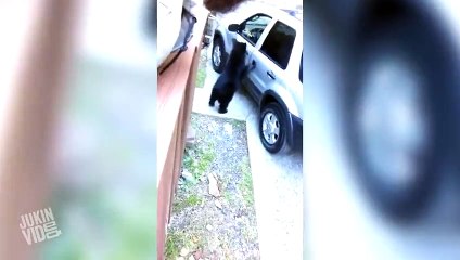 Bears Break Into A Car  Make Them Get Out!