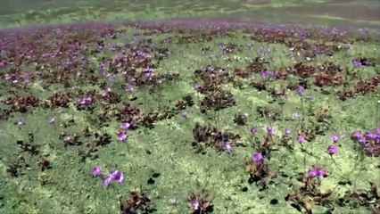 Des millions de fleurs recouvrent le désert d'Atacama